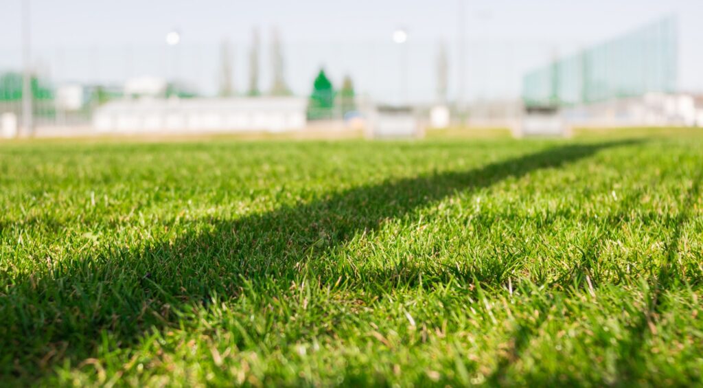 Lawn, soccer or football field